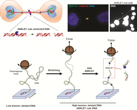 Figure 1. ANKLE1 senses mechanical tension in DNA and helps resolve DNA bridges connecting separating daughter nuclei. ANKLE1 (green) localises to the midbody (red) during cell division. In cells lacking ANKLE1, DNA bridges become elongated and remain unresolved. Using magnetic tweezers, applying tension to DNA induces cleavage by ANKLE1, demonstrating its tension-dependent DNA cutting activity. Image adapted from Jiang et al, Nature Communications (2025).